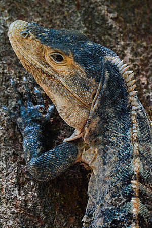 Black ctenosaur, Manuel Antonio National Park
