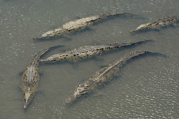 American crocodiles in the Rio Tárcoles