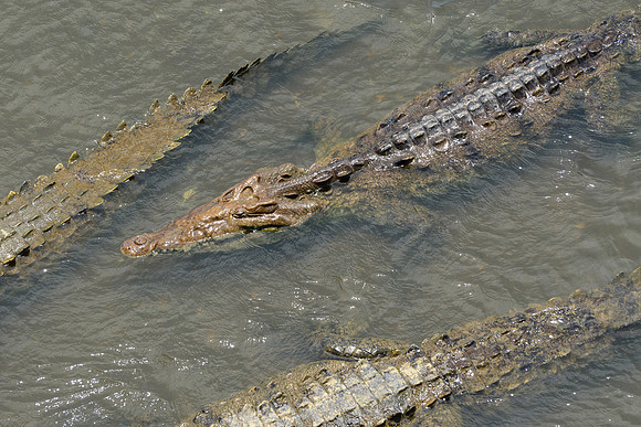 American crocodiles in the Rio Tárcoles