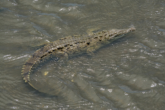 American crocodile in the Rio Tárcoles
