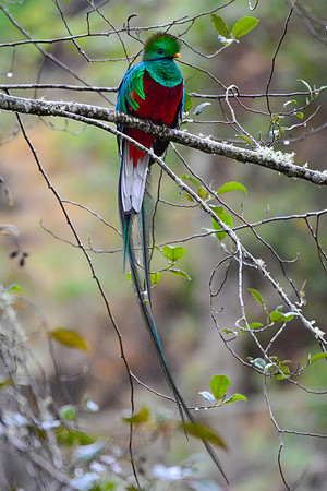 Resplendent quetzal, San Gerardo de Dota, Los Quetzales National Park