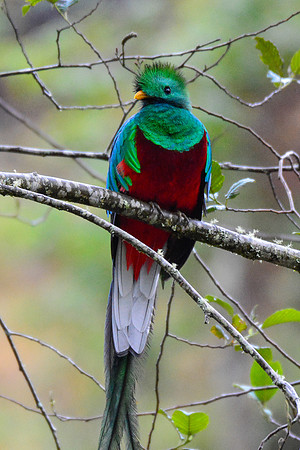 Resplendent quetzal, San Gerardo de Dota, Los Quetzales National Park