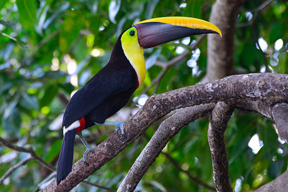 Black-mandibled toucan, Rio Sierpe