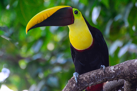 Black-mandibled toucan, Rio Sierpe