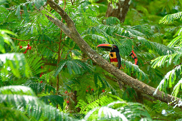 Fiery-billed aracari, Palmar Sur