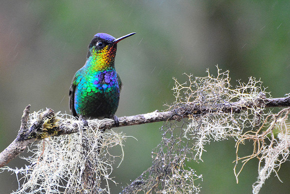 Fiery-throated hummingbird, San Gerardo de Dota, Los Quetzales National Park