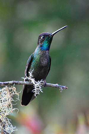 Hummingbird, San Gerardo de Dota, Los Quetzales National Park