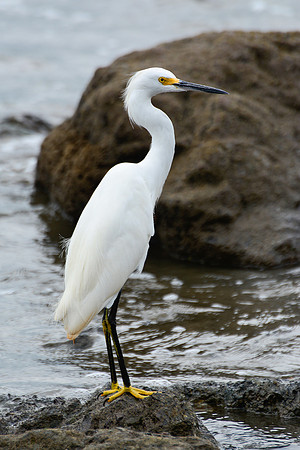Snowy egret, Drake Bay