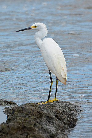 Snowy egret, Drake Bay