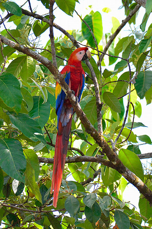 Scarlet macaw, Drake Bay