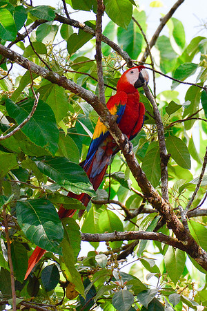 Scarlet macaw, Drake Bay