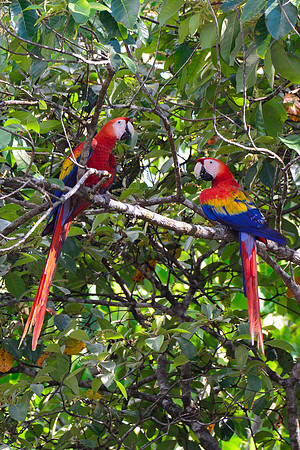 Scarlet macaws, Drake Bay