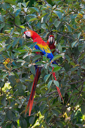 Scarlet macaws, Drake Bay