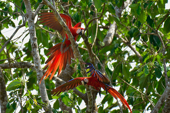 Scarlet macaws, Drake Bay