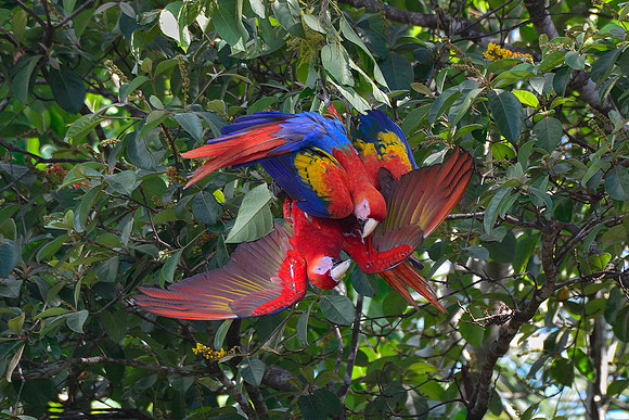 Scarlet macaws, Drake Bay