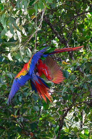 Scarlet macaws, Drake Bay