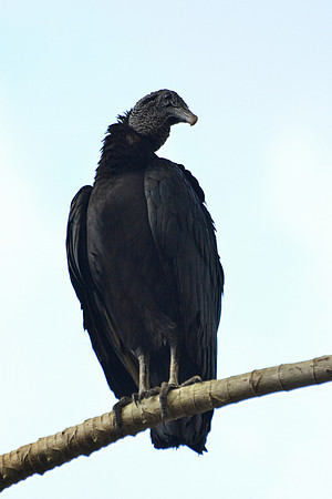 Black vulture, Drake Bay
