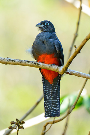 Baird's trogon, Los Campesinos Reserve