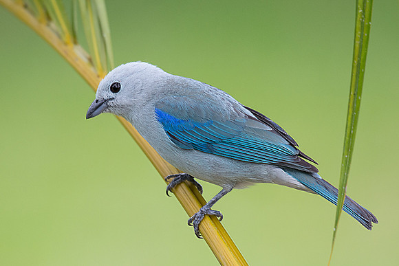 Blue-grey tanager, La Fortuna