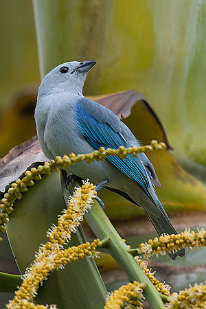 Blue-grey tanager, La Fortuna