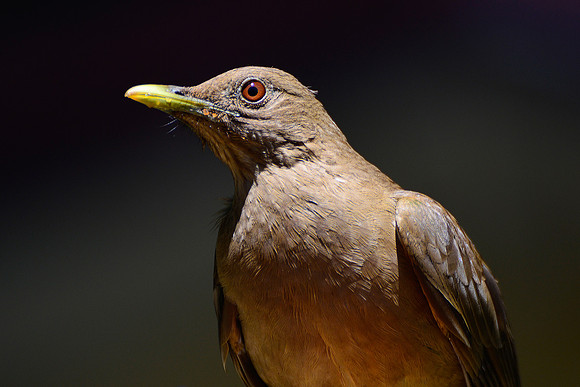Clay-coloured thrush, Costa Rica's national bird, Monteverde