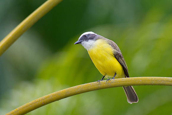 White-ringed flycatcher, La Fortuna