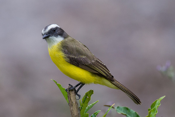 White-ringed flycatcher, La Fortuna