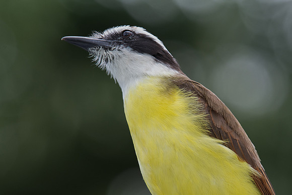White-ringed flycatcher, La Fortuna