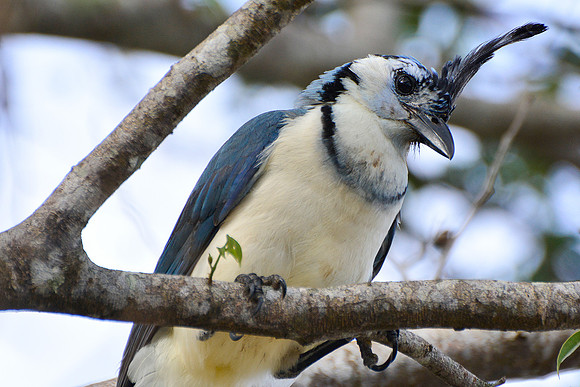 White-throated magpie jay, Rincón de la Vieja National Park