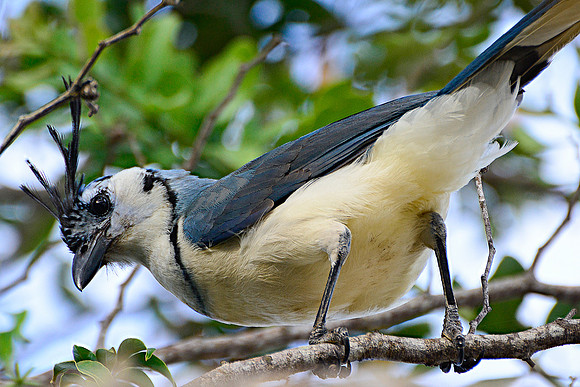 White-throated magpie jay, Rincón de la Vieja National Park