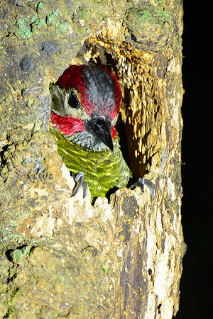 Golden-olive woodpecker, Santa Elena