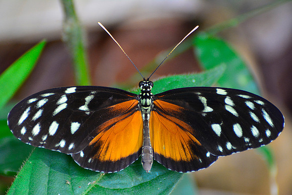 Tiger longwing butterfly, Drake Bay