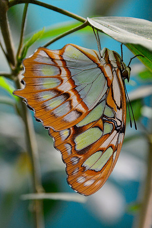 Malachite butterfly, Monteverde Butterfly Gardens
