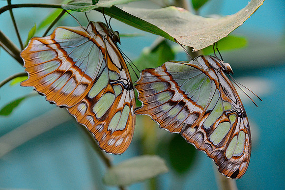 Malachite butterflies, Monteverde Butterfly Gardens