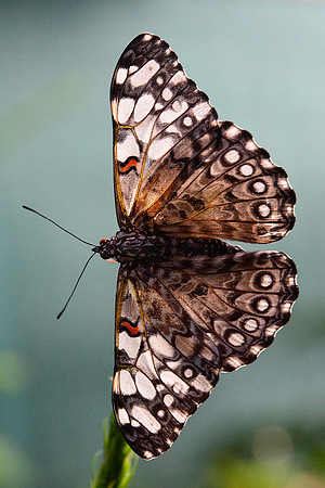 Cracker butterfly, Monteverde Butterfly Gardens