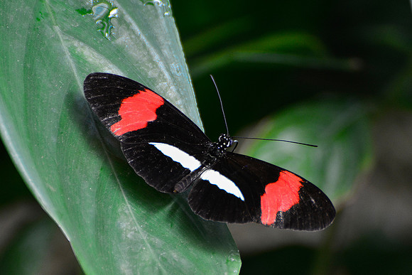 Red postman butterfly, Monteverde Butterfly Gardens