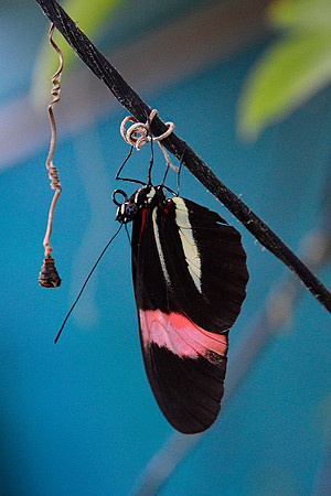 Red postman butterfly, Monteverde Butterfly Gardens