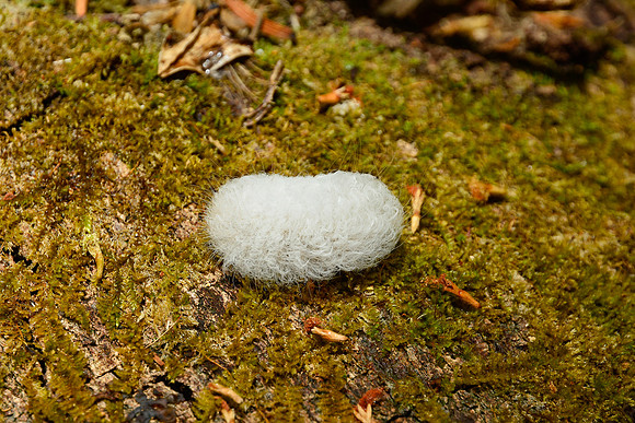 Catterpillar, Rincón de la Vieja National Park