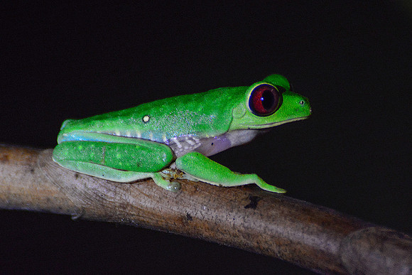 Red-eyed tree frog, Drake Bay