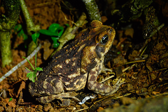 Cane toad, Los Campesinos Reserve