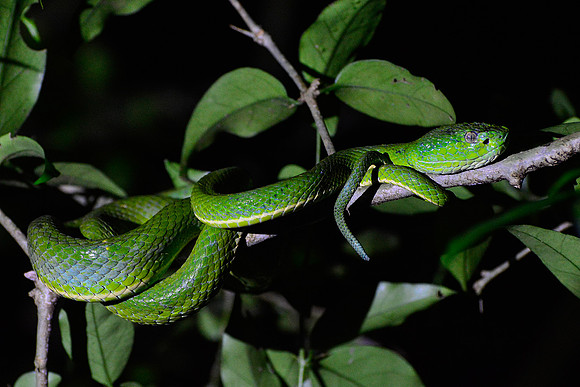 Side-striped palm pit viper, Santa Elena