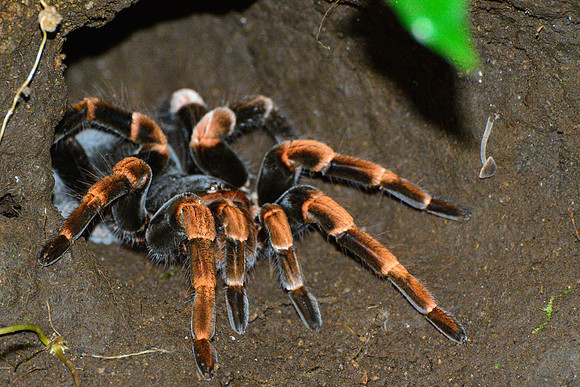 Orange-kneed tarantula, Santa Elena Cloud Forest Reserve
