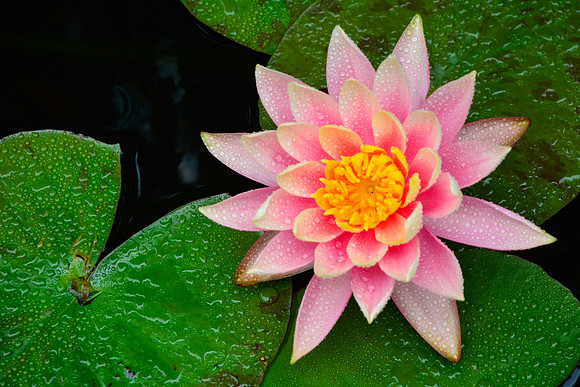 Water lily, Lankester Gardens