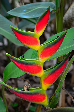 Lobster claw, Lankester Gardens