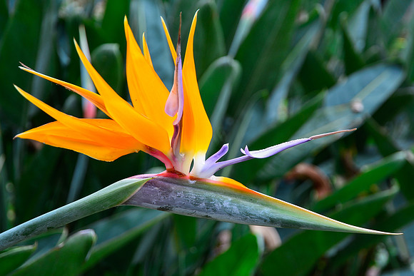 Bird of paradise flower, Lankester Gardens