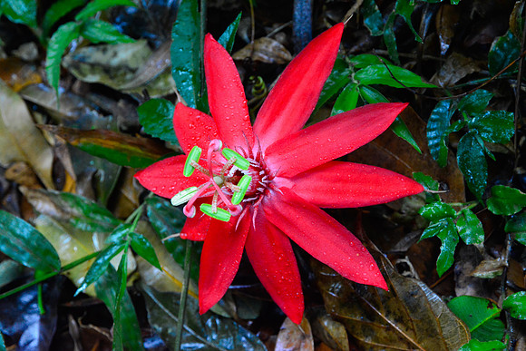Passion fruit flower, Rincón de la Vieja National Park