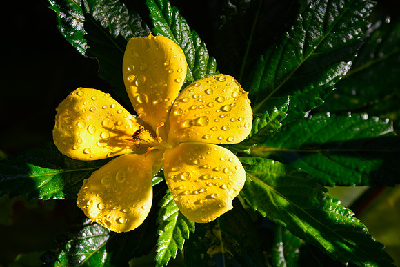 Yellow alder, Monteverde Orchid Garden