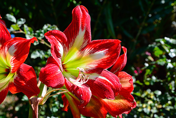 Amaryllis