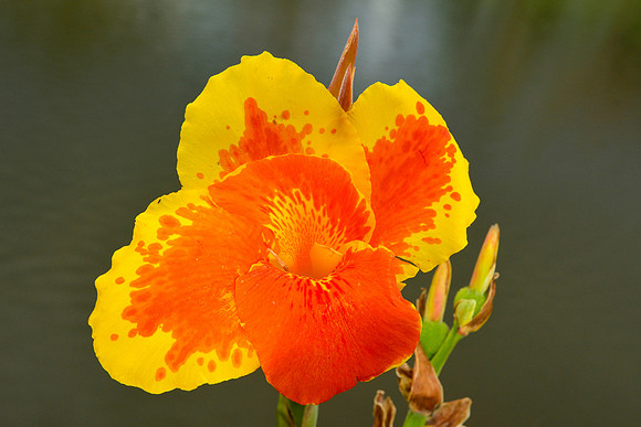 Canna lily