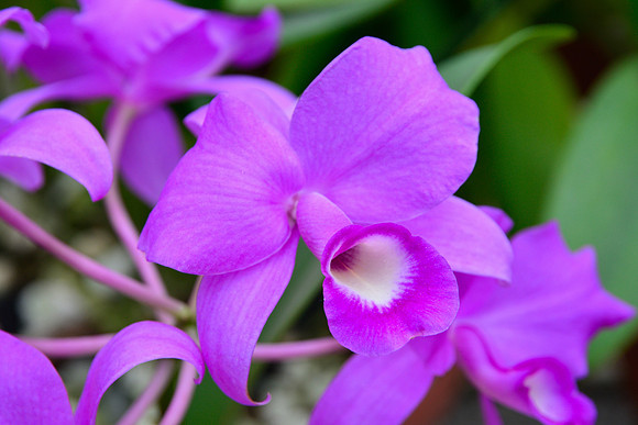 Guaria morada, Costa Rica's national flower, Lankester Gardens